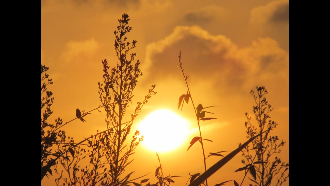 【悲しくてやりきれない】はなP∞(COVER) ザ・フォーク・クルセダーズ