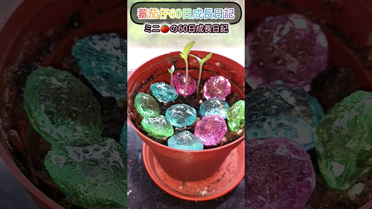 🍅蕃茄仔的60日成長日記 ミニトマト60日の成長日記 #蕃茄 #トマト #煮飯仔 #香港 #日常 #HK #hongkong #經典 #홍콩 #自炊 #簡單食譜 #DAILYSHORTS #ホンコン