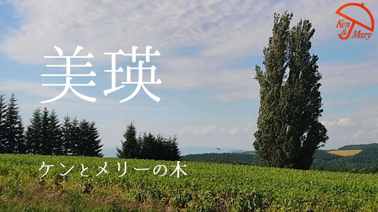 【美瑛】ケンとメリーの木からセブンスター、クリスマスツリーの木