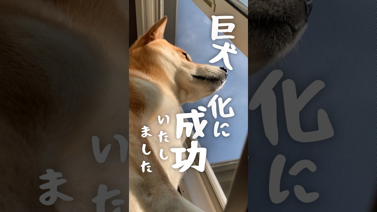 問題が発生した柴犬はサイズを落とした #犬 #柴犬#家族