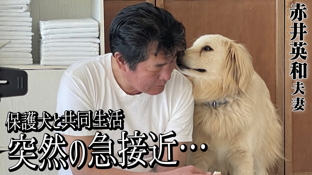 【保護犬と共同生活】遂に赤井英和さんと保護犬ひつじの距離が！【預かり１０日目】