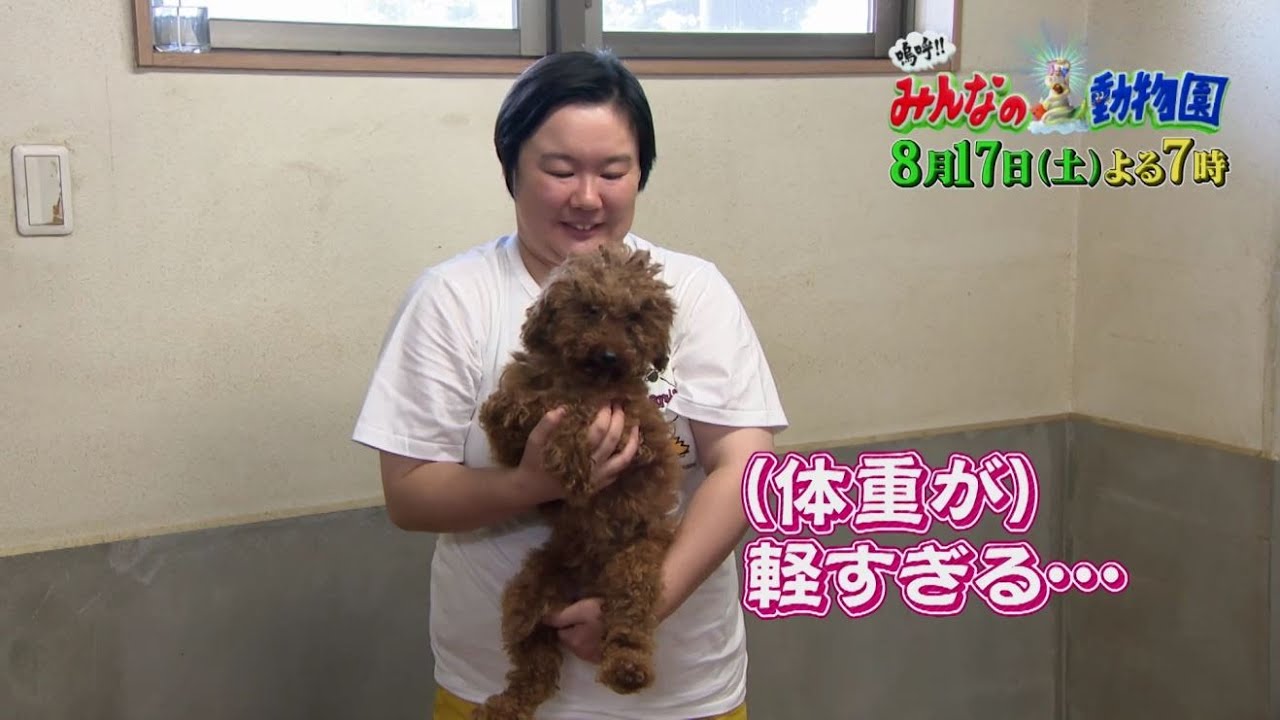 「嗚呼!!みんなの動物園」8月17日土曜よる7時から放送！相葉トリミングにやす子が参戦！飼育放棄されたトイプードルが大変身！さらに24時間テレビの重大発表も！