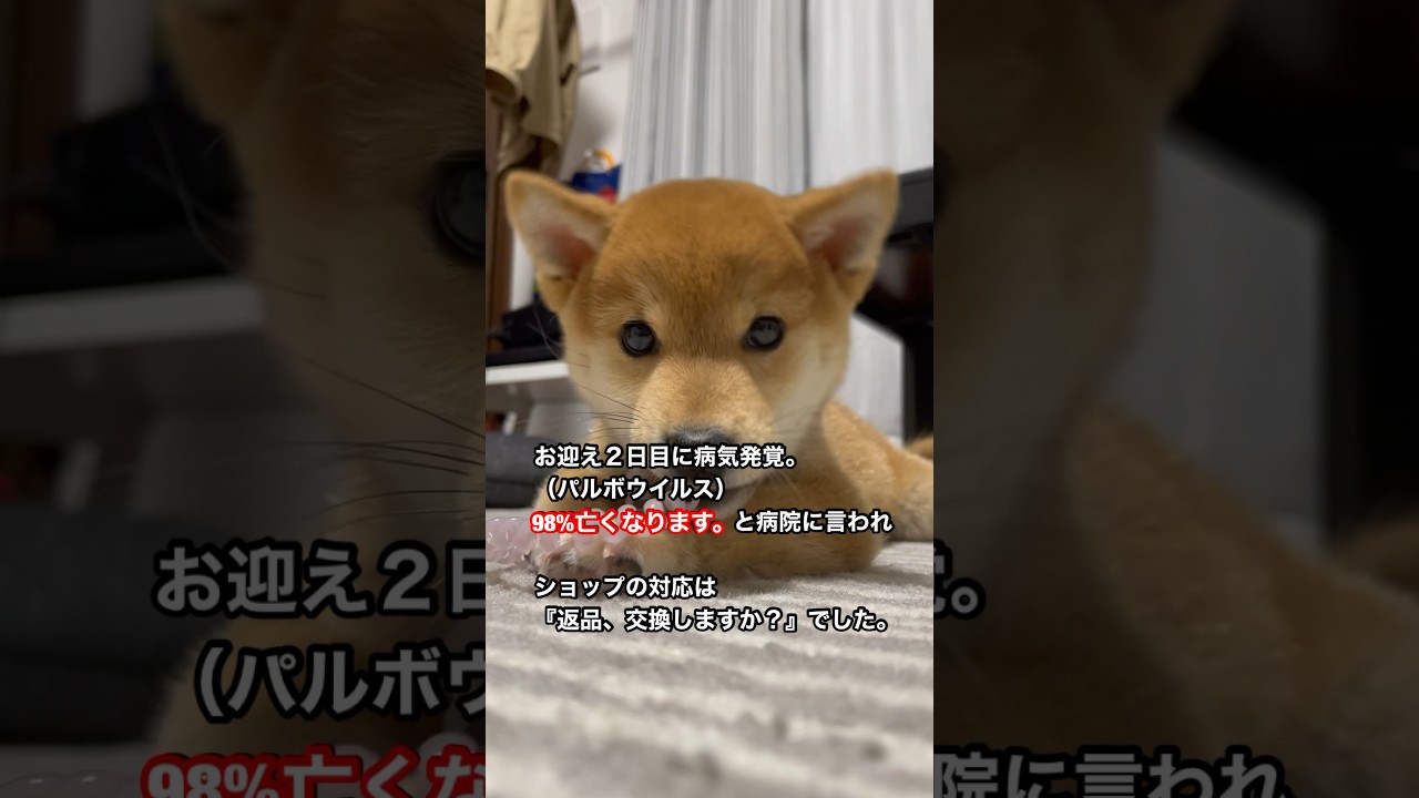 お迎え２日目で病気が発覚しました。　#パルボウイルス　#柴犬 #豆柴 #クーアンドリク