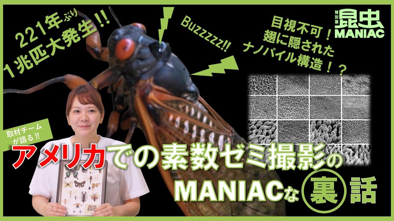 【昆虫 MANIAC】図録を読み解く！～監修者の“推し”ページ～「アメリカでの素数ゼミ撮影のMANIACな裏話」