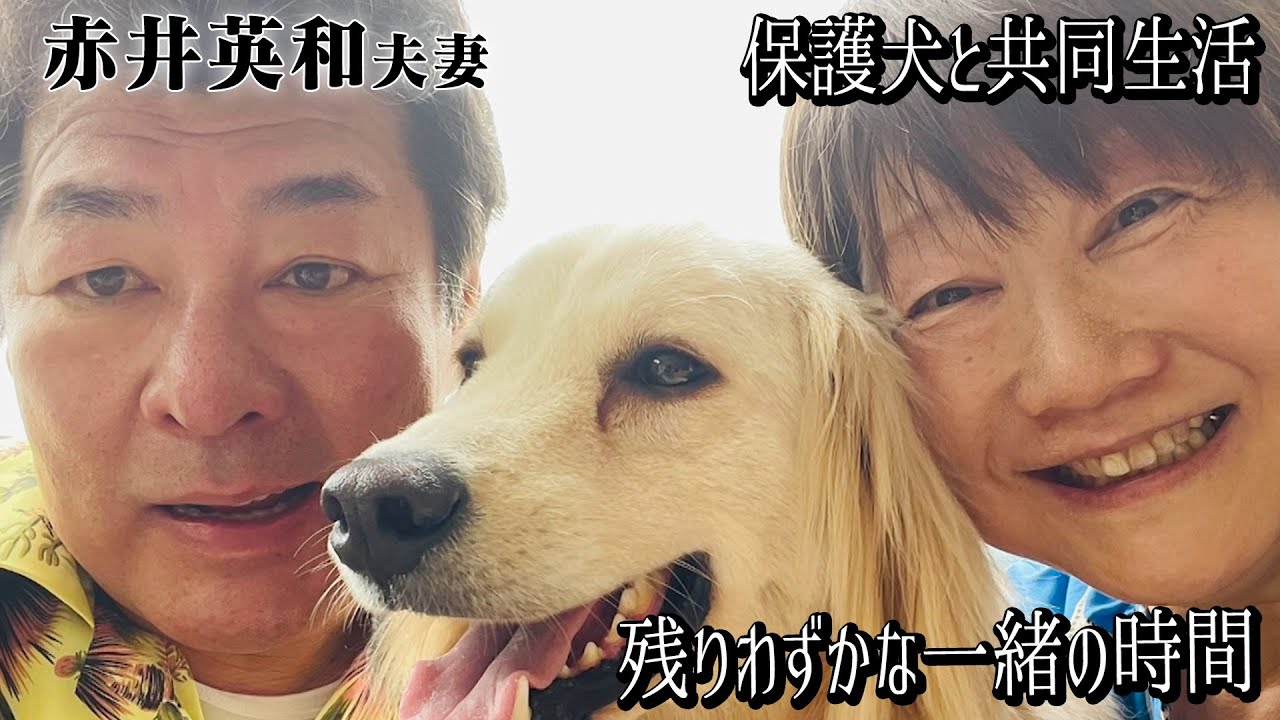 【保護犬と共同生活】沖縄の森で保護されたひつじと赤井英和さん夫妻の共同生活も残りわずかになりました【預かり１か月】