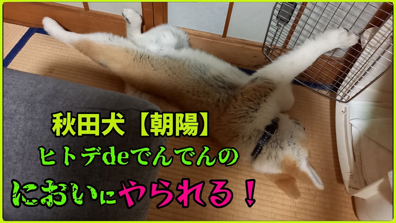 秋田犬【朝陽】チャンネル    忌避剤ヒトデdeでんでんの詰め替え作業中の秋田犬【朝陽】の様子。どうなったかな？