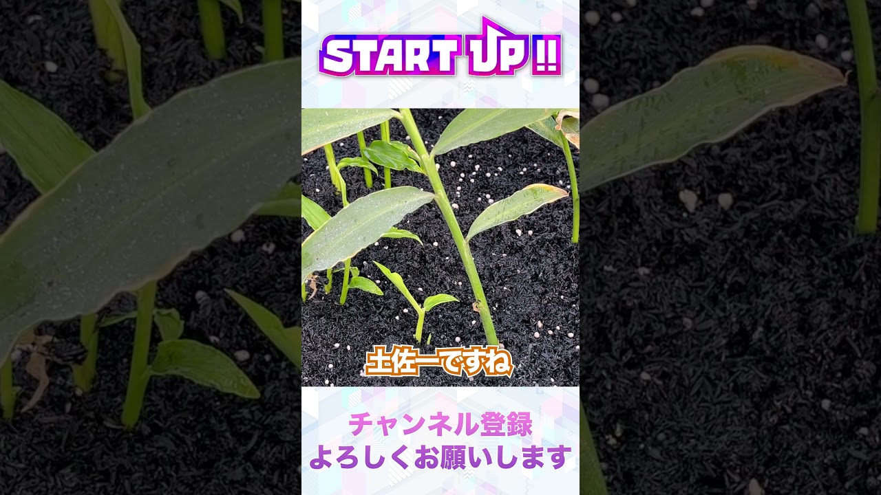 #shorts 日本の農業を変える！？未来の土とは？