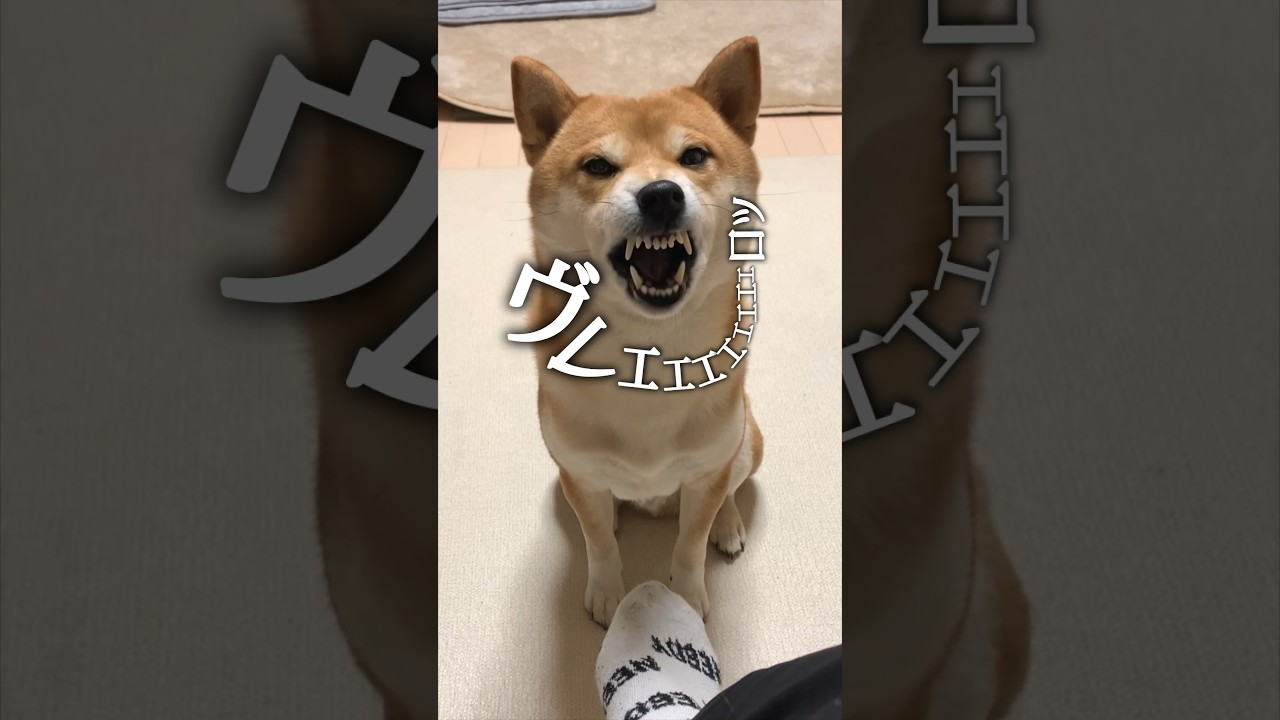 流行を取り入れた春コーデを組む柴犬こむぎ #柴犬 #shorts #コーデ