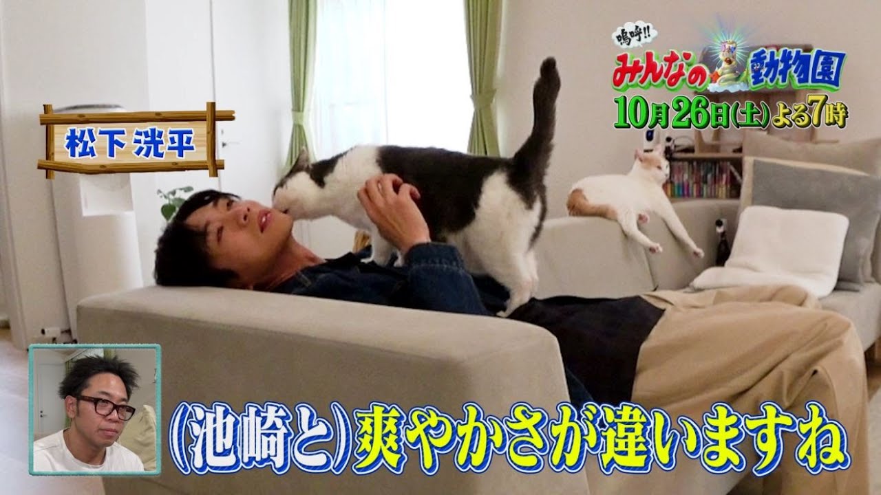「嗚呼!!みんなの動物園」10/26土曜よる7時放送！俳優界最強の爽やかネコ兄・松下洸平さんが、風ちゃん雷ちゃんに手作りおもちゃを！二子山部屋のみーちゃんは、ケージ初オープン！