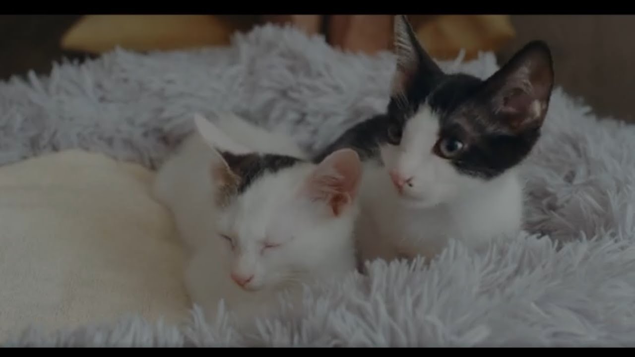 【猫まとめ】癒しすぎるネコたち。映画『三日月とネコ』デジタル配信中＆Blu-ray＆DVD発売中！