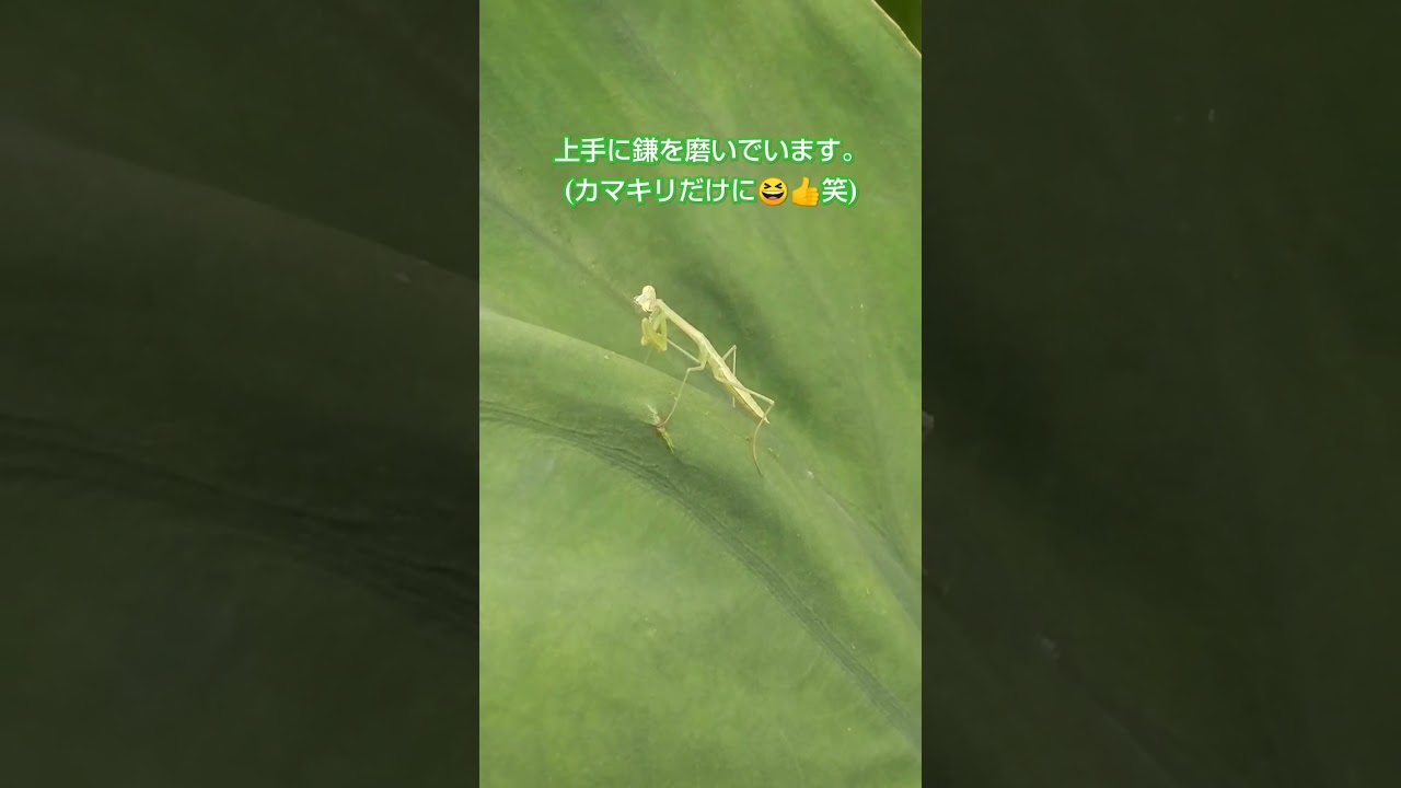『真夏の西遊記🐒』おチビカマキリの孫悟空と三蔵法師の掌⁉️のコラボ✨@里芋の自然栽培🌱