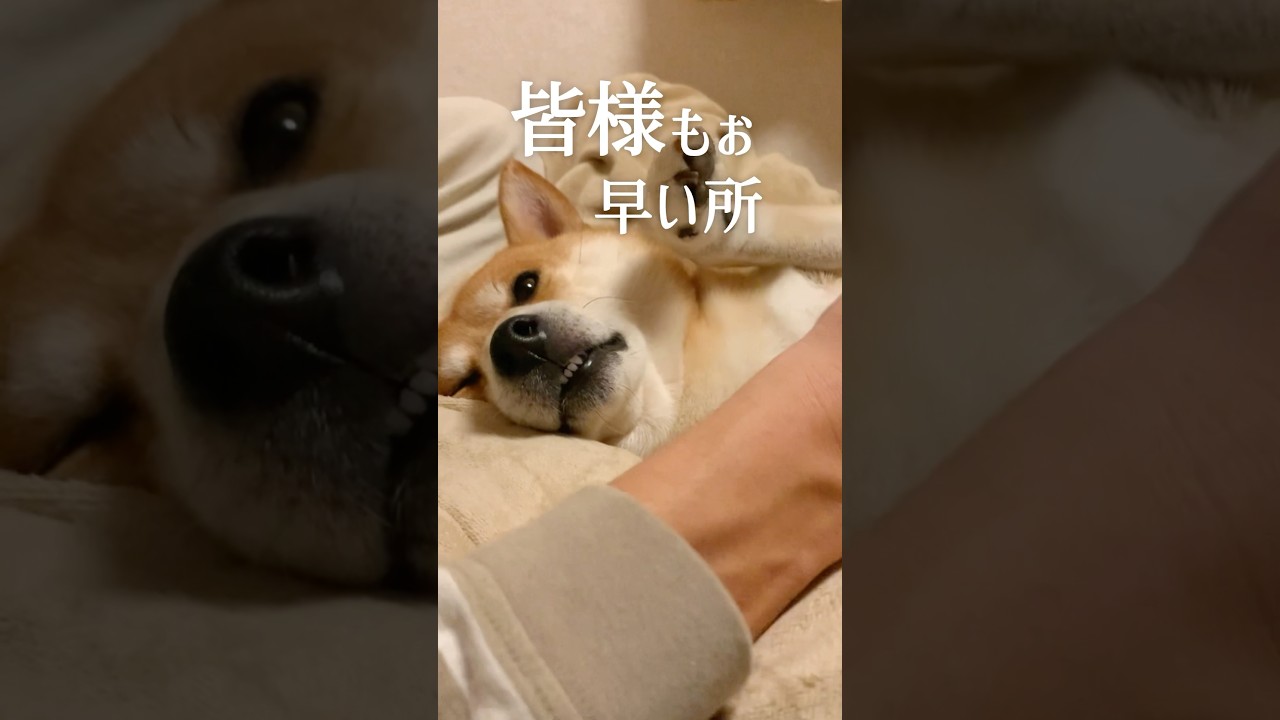 犬の可愛い寒さ対策からの腹ペコな妄想