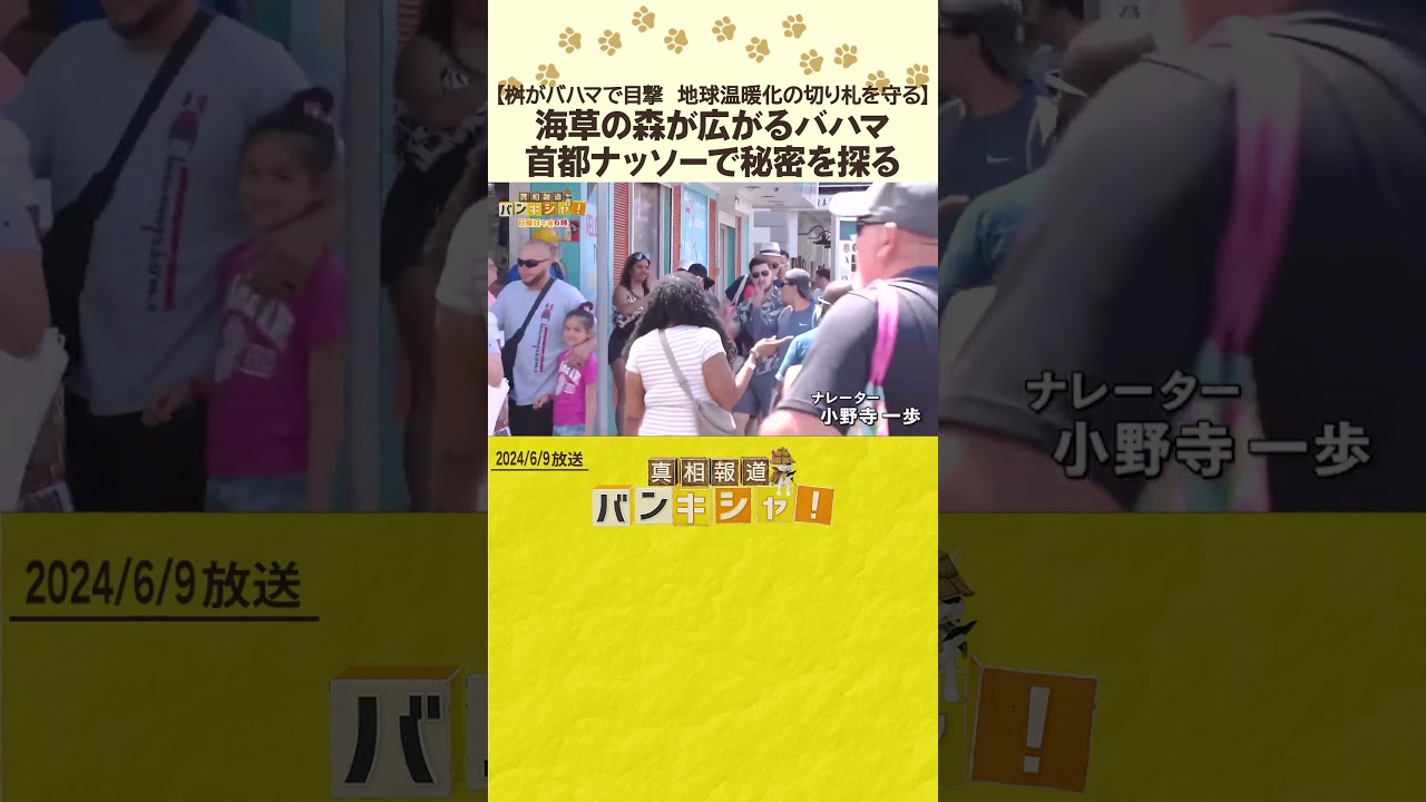 【桝がバハマで目撃　地球温暖化の切り札を守る】海草の森が広がるバハマ　首都ナッソーで秘密を探る