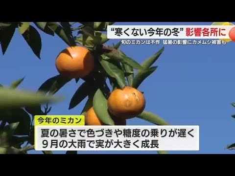 色付きが悪い上に糖度の乗りが遅く…さらにカメムシまで　ミカン農家は苦境も前を向き　静岡・伊東市