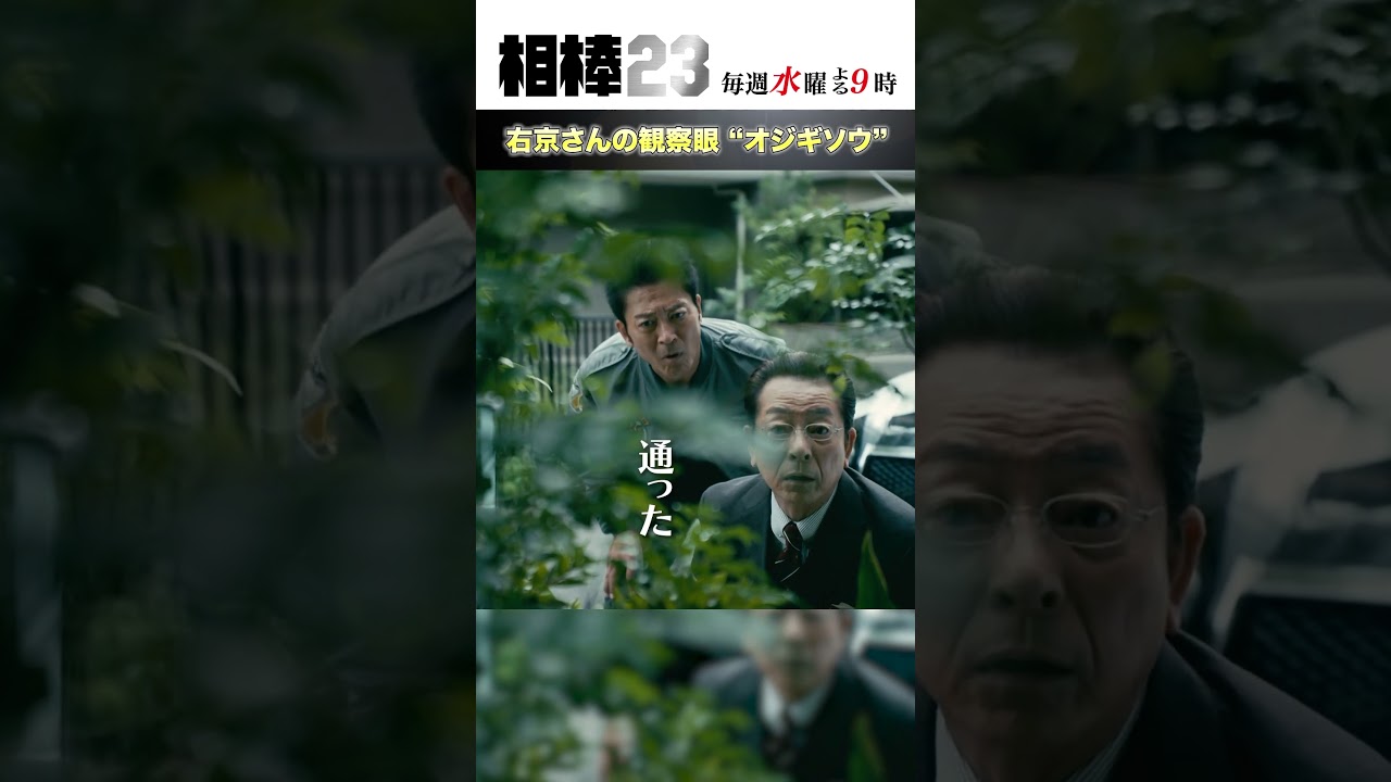 右京さんの観察眼“オジギソウ” #相棒23 #相棒season23 #相棒 #aibou #水谷豊 #寺脇康文 #ドラマ #テレビ朝日