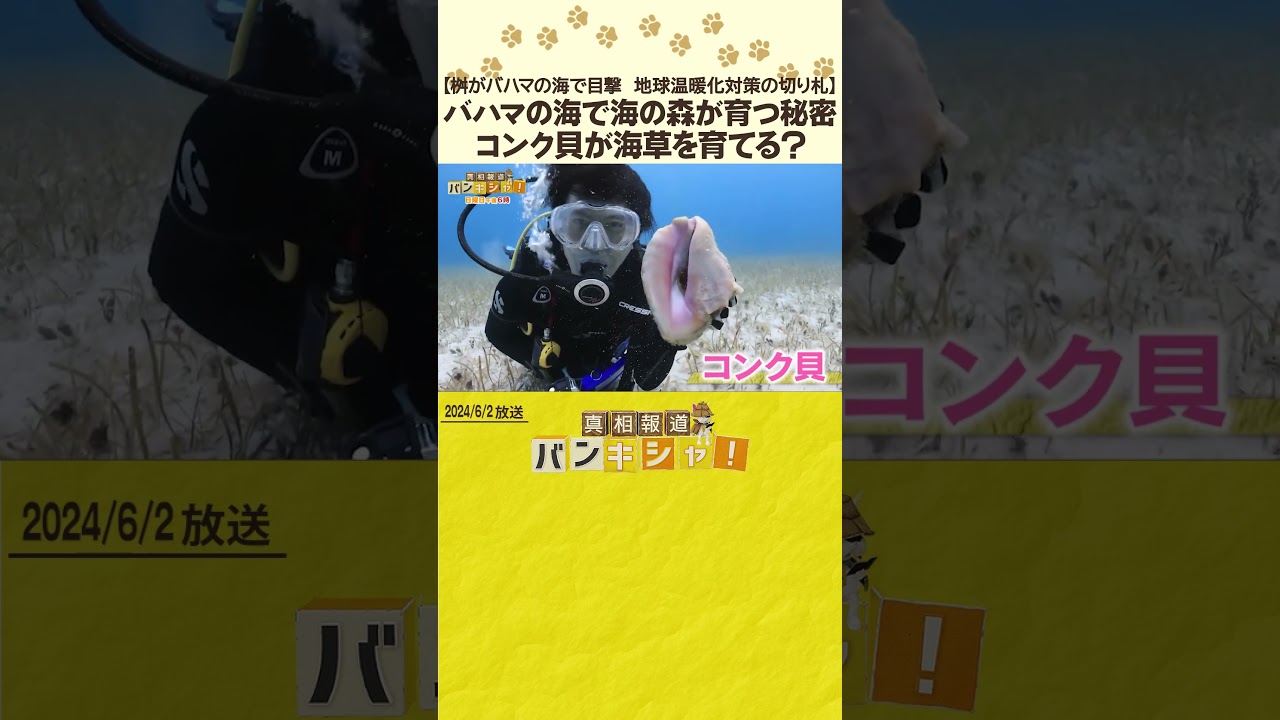 【桝がバハマの海で目撃　地球温暖化対策の切り札】バハマの海で海の森が育つ秘密　コンク貝が海草を育てる？