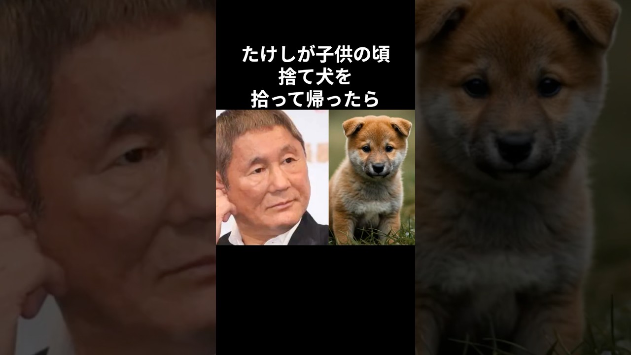 【感動】ビートたけしと捨て犬の絆　#shorts #ビートたけし #犬 #お笑い芸人