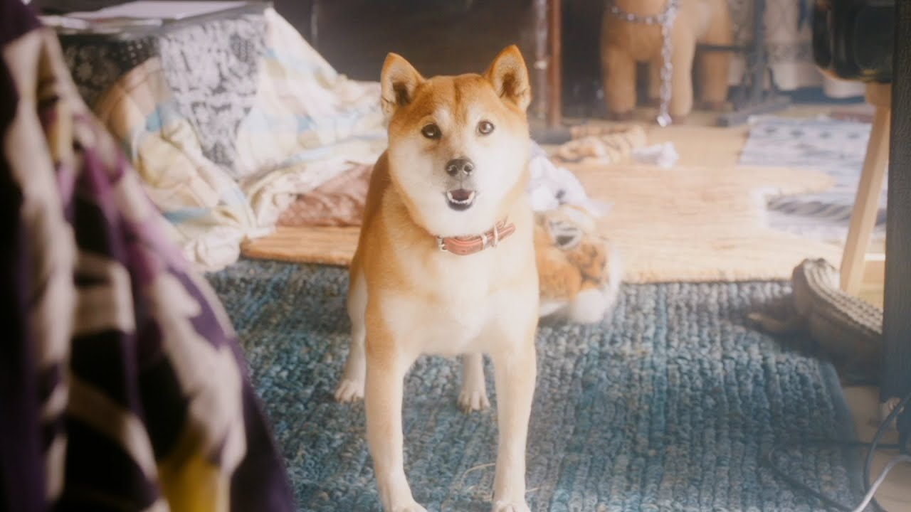 斎藤工、毒舌な柴犬役で暴言を吐き捨てる！？「クソったれが…!!!」　喜矢武豊、マキタスポーツ、夏子ら個性派俳優陣と共演　映画『ザ・ゲスイドウズ』特報映像