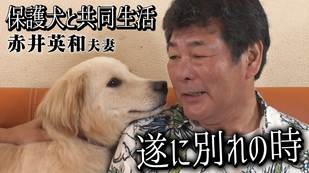 【遂に譲渡会】赤井英和さんご夫婦のもとで人なれした保護犬ひつじがいよいよ…【嗚呼!!みんなの動物園】