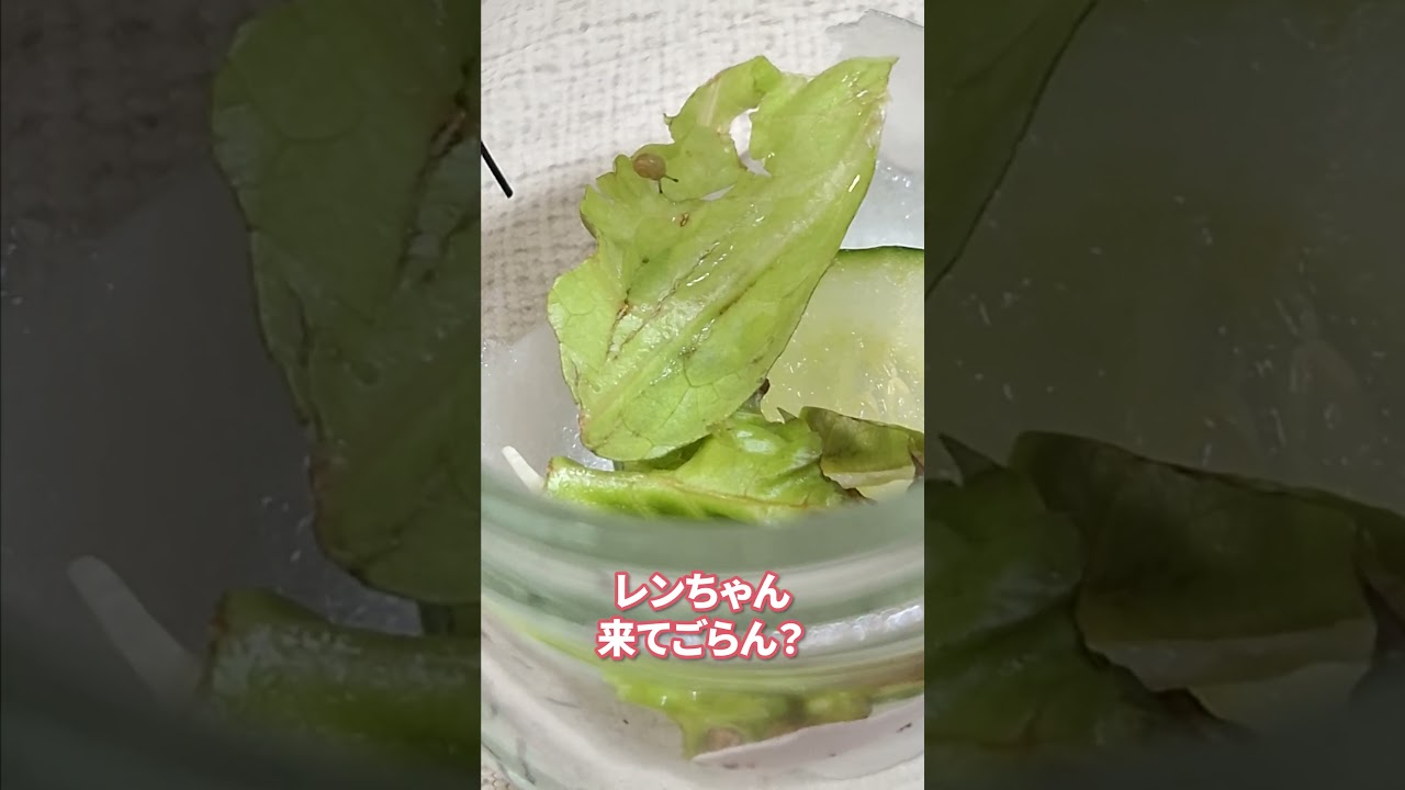 ベビーでんでん🐌元気だよ！ #グレートピレニーズ #超大型犬 #レン #レンと遊ぼう #Shorts