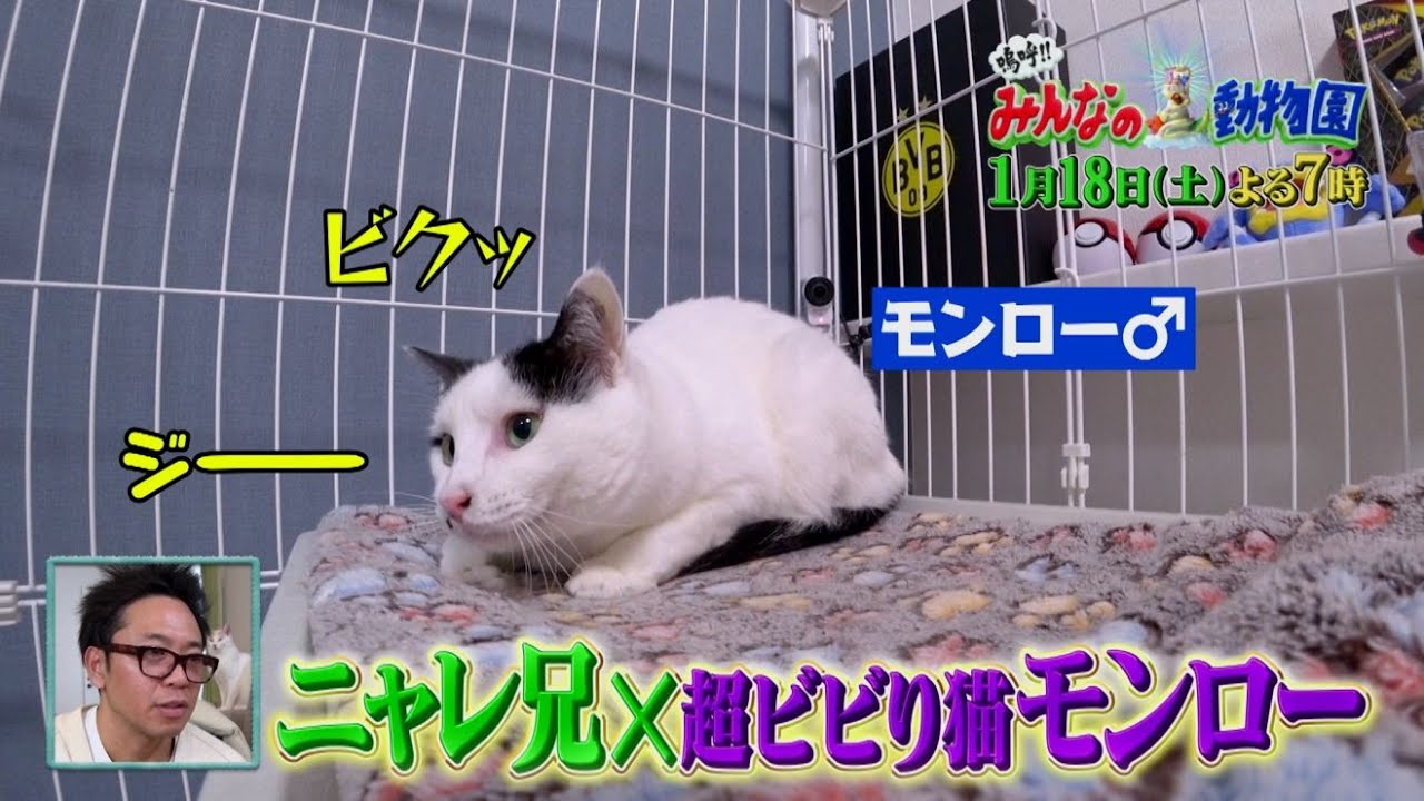 「嗚呼!!みんなの動物園」1月18日土曜よる7時から放送！ティモンディ前田が預かる保護猫モンロー、初めてケージの外へ！相葉トリミングには川口春奈が！毛玉だらけの犬をきれいに！