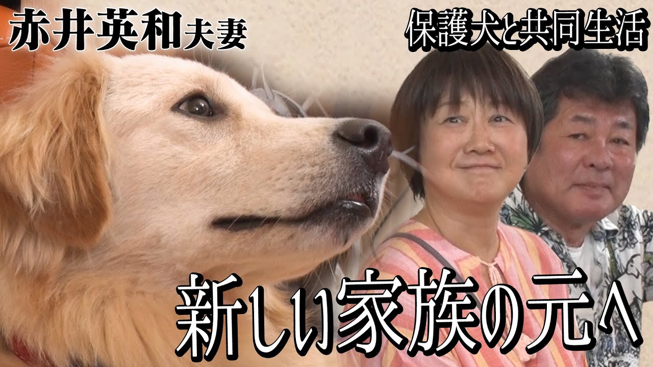 【保護犬とのお別れ】赤井英和さんご夫婦のもとで人なれしたひつじが新しい飼い主さんの元へ【嗚呼!!みんなの動物園】