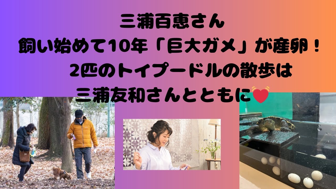 三浦百恵さん、飼い始めて10年以上「巨大ガメ」が産卵！2匹のトイプードルの散歩は三浦友和さんとともに！！