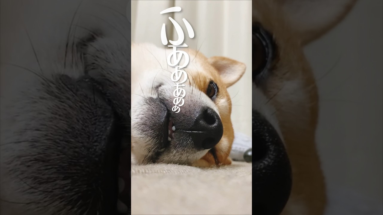 クソが付くほどカワイイ柴犬#犬#柴犬#マッサージ