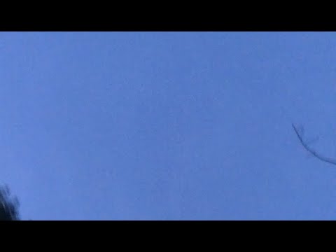 【1月19日ラジオ体操1251日目】今日も鳥がたくさんおります