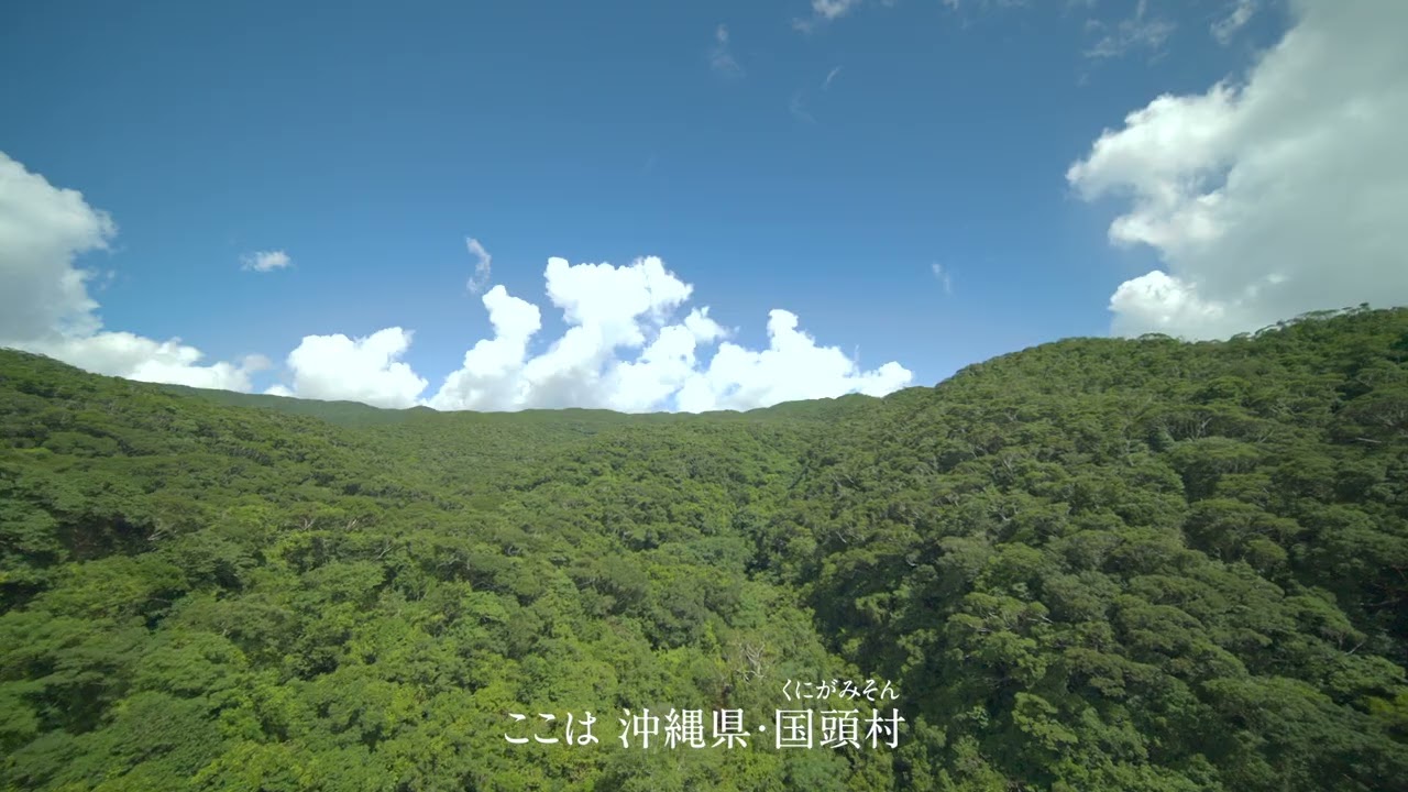 星結いの森-沖縄・国頭村の星空-