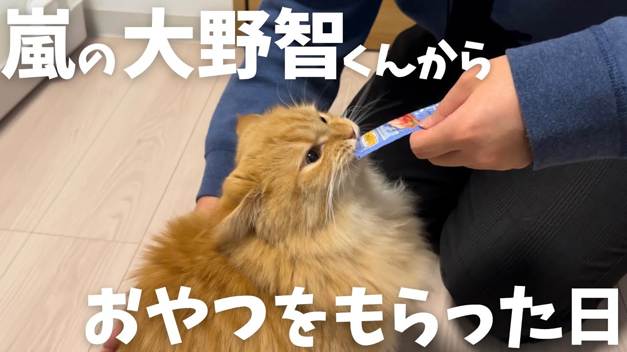 嵐の大野智くんからおやつをもらったよ（？）#ミヌエット #マンチカン #嵐