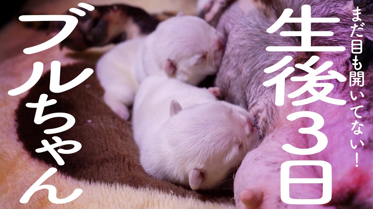 【生後3日のブルドッグ！？】イーストジャパン小山犬舎へ潜入！【前編】