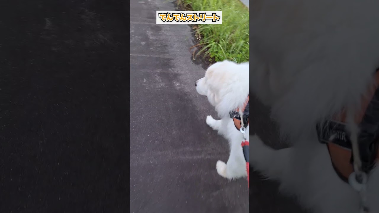 でんでんストリート🐌 #グレートピレニーズ #超大型犬 #レン #レンと遊ぼう #Shorts