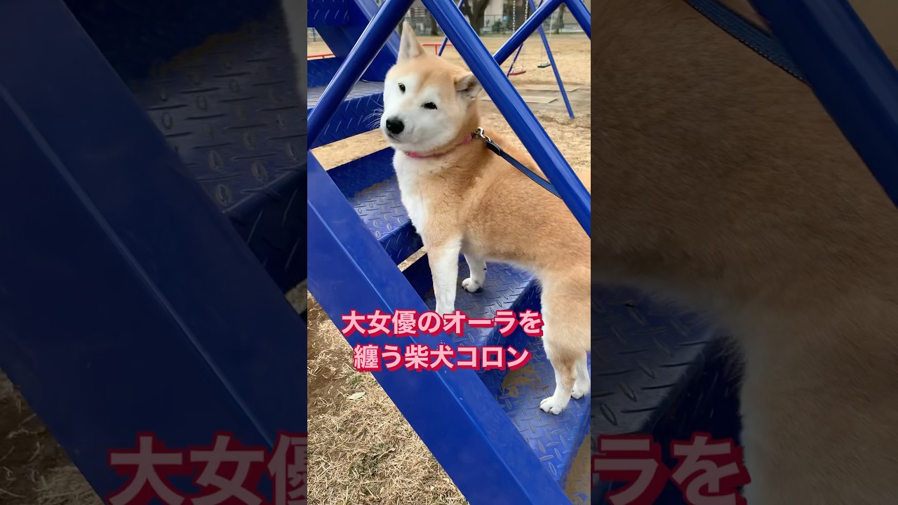 BE MY BABY 再現　#柴犬 #shiba #complex #吉川晃司 #布袋寅泰