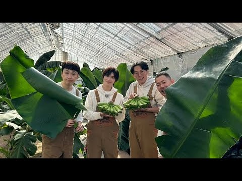 第149回 アンジャッシュ児嶋 バナナ300本収穫 ~ 種から植えるTV