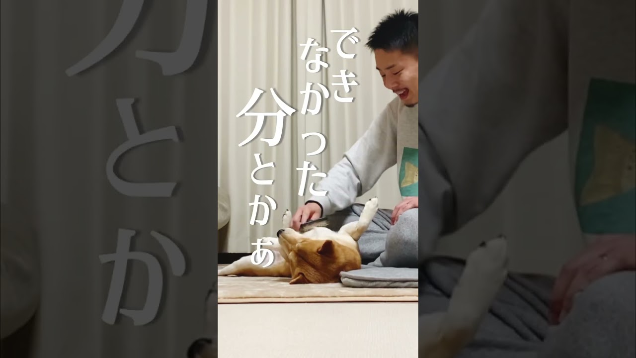 受け止めてくれる柴犬こむぎ【あるじNOステップ】