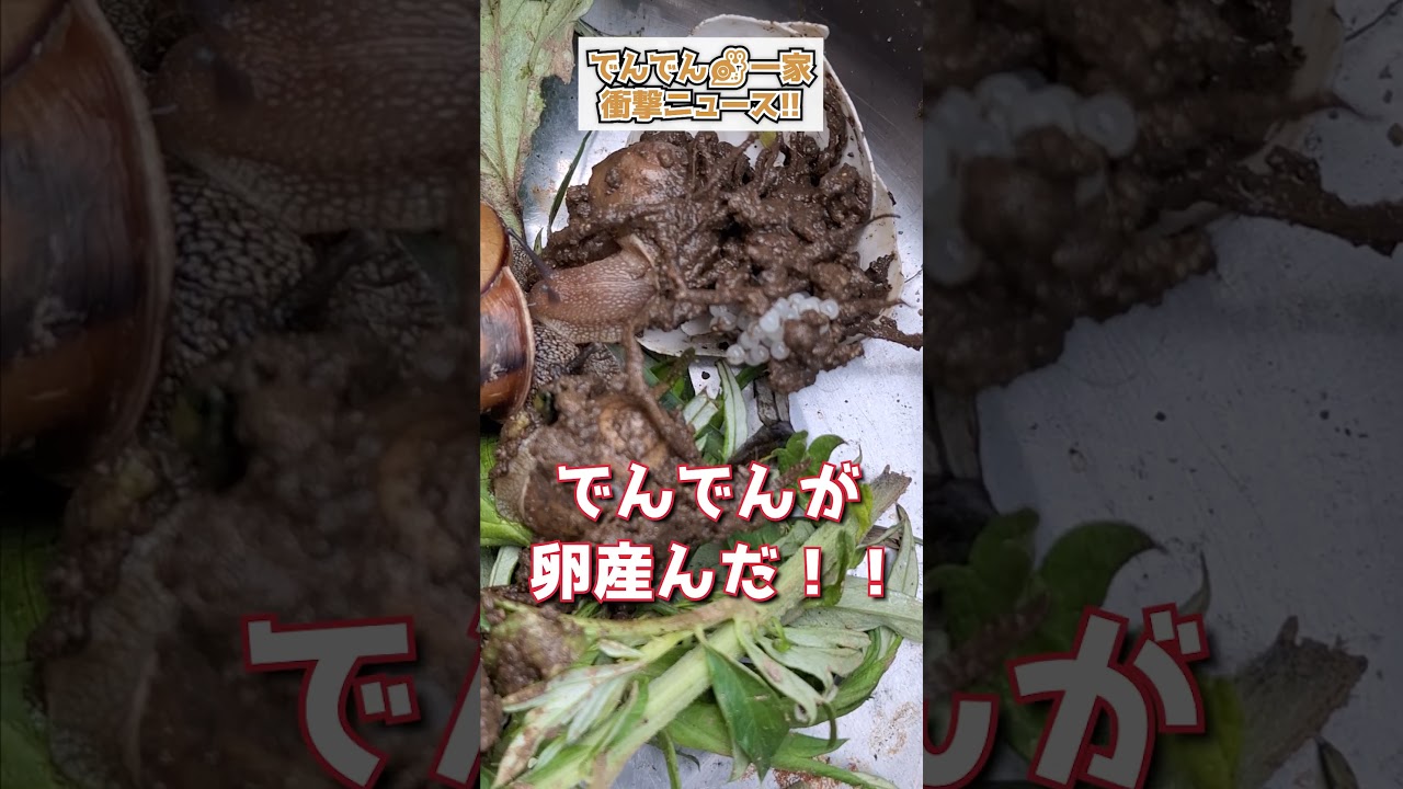 【レンの自由研究⑦】でんでん🐌一家の衝撃ニュース!! #グレートピレニーズ #超大型犬 #レン #レンと遊ぼう #Shorts