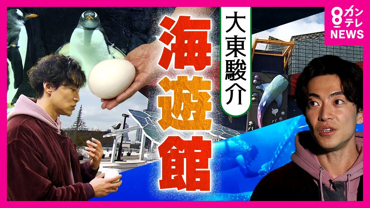 『海遊館』の裏側「ペンギン」の卵は2度すり替え「ジンベエザメ」は採血で健康チェック｜大東駿介の発見！てくてく学〈カンテレNEWS〉
