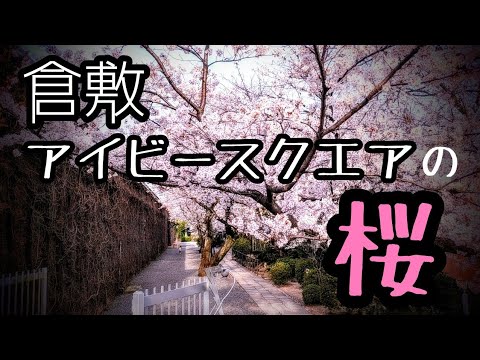 【倉敷美観地区】倉敷アイビースクエアの桜