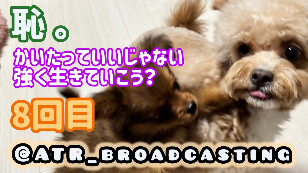 第8回目【恥かいても元気に生きています。あと愛犬かわいい】