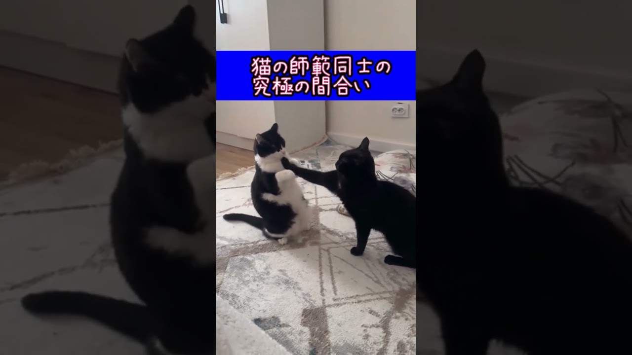 達人の間合いネコ#ミリオン動画#バズリ動画#猫