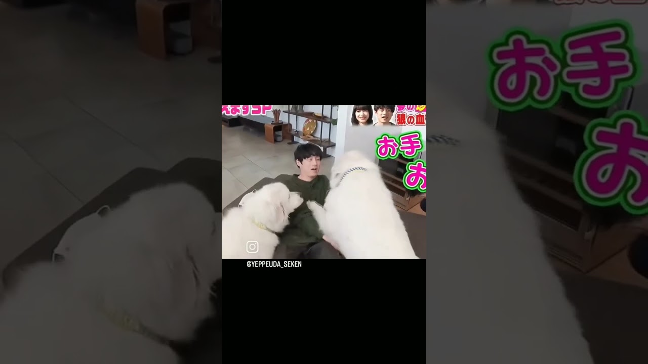 犬に襲われる坂口健太郎#犬#坂口健太郎