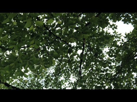 【5月5日ラジオ体操1357日目】緑