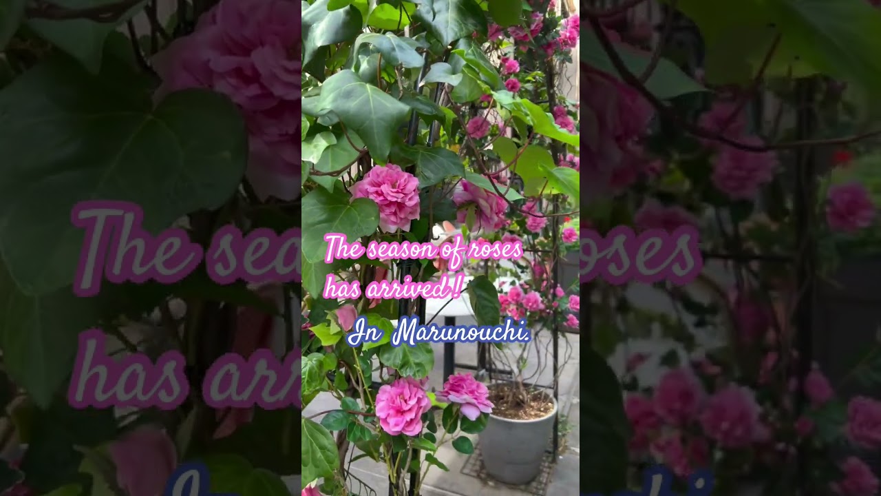 #rose #shorts #exile #youtubeshorts #garden #flowers #gardening #丸の内 #roses #rosegarden