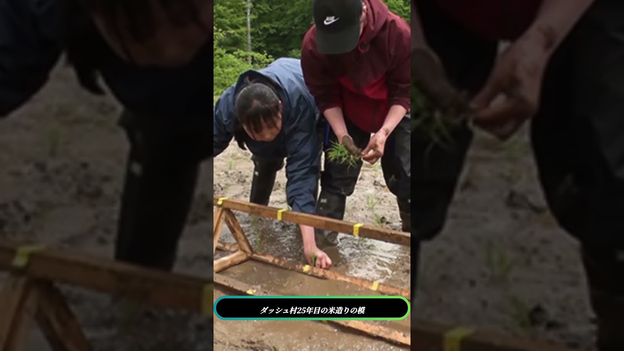 🌾「森本慎太郎がDASH村で大奮闘！25年目の米作り革命」✨