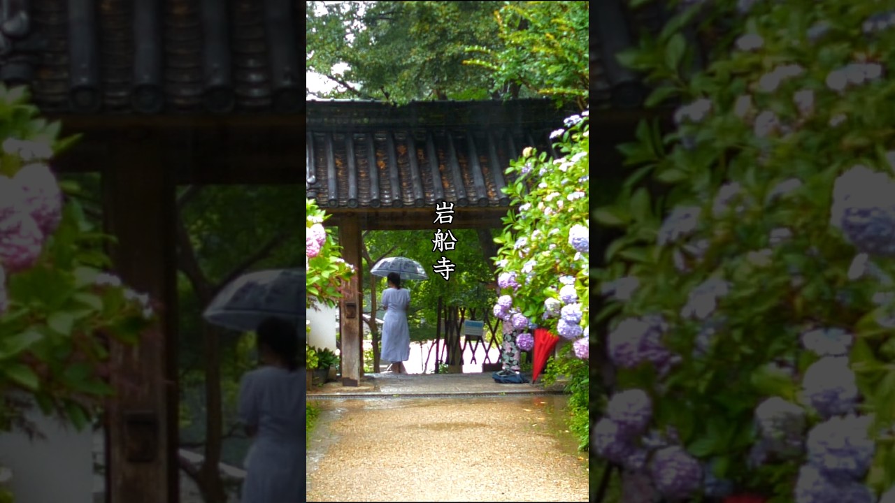 紫陽花の名刹　京都府木津川市　岩船寺 　#EXILE ATSUSHIは じまりはいつも雨