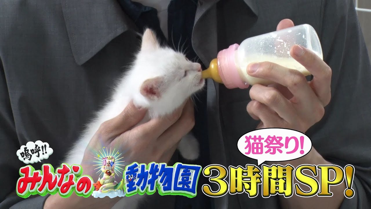 「嗚呼!!みんなの動物園」相葉、池崎家に泊まる＆マッチョ最終回３HSＰ