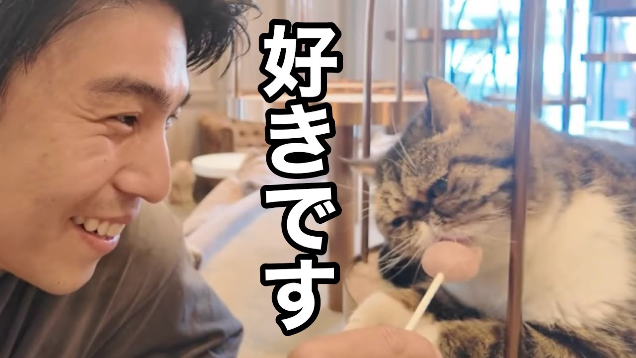 猫が苦手だったのに好きになれた理由