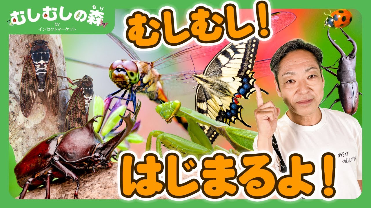 【昆虫】むしむしの森はじまるよ！【カァーブル先生・香川照之】夏休み・自由研究・昆虫採集・てんとうむし・セミ・ハチ・トンボ・カマキリ・ちょうちょ・蟻・生き物・子ども向け・知育・教育・カブトムシ・クワガタ