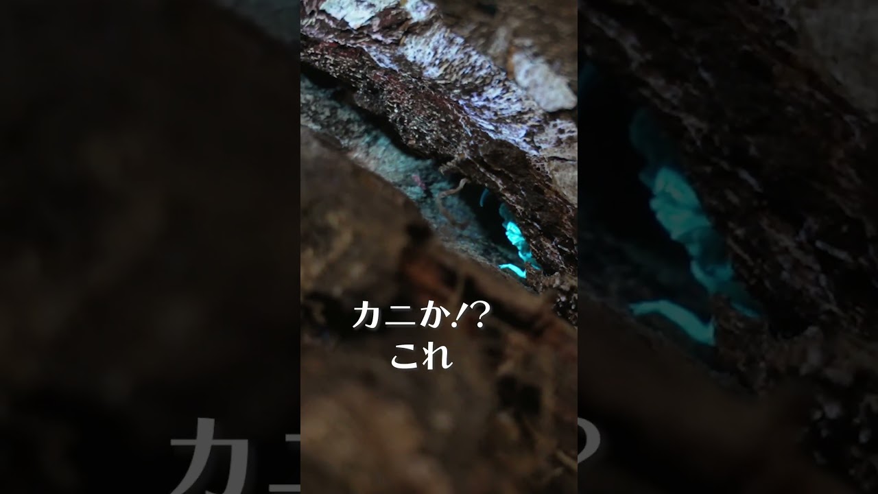 【光る虫！？】Prime Video ｜『相葉さんの大冒険』 #相葉雅紀